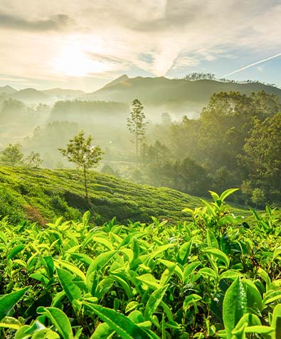 Munnar